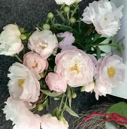 Berghaus Koglmoos 4*