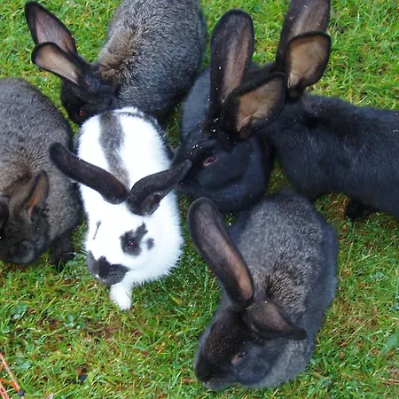 Berghaus Koglmoos Guest house