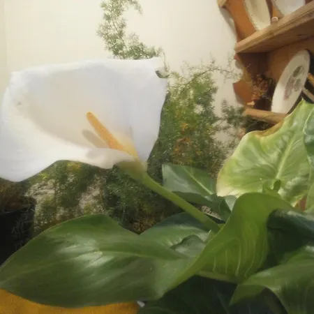 Berghaus Koglmoos Auffach