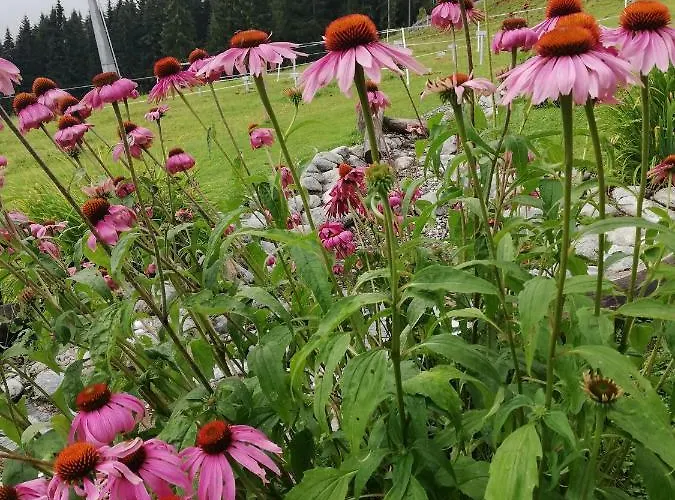 Gæstehus Berghaus Koglmoos 4*