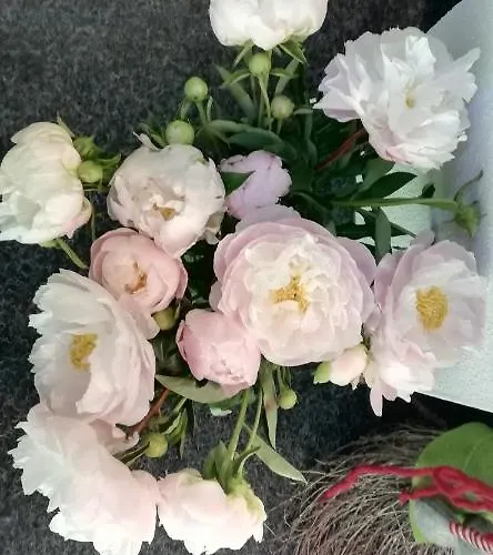 Berghaus Koglmoos 4*