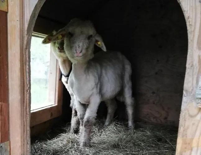 Berghaus Koglmoos 4* Auffach