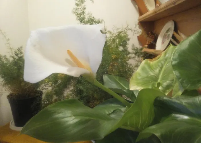 Berghaus Koglmoos Auffach